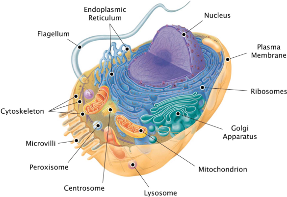 Prokaryotic and eukaryotic cells on emaze