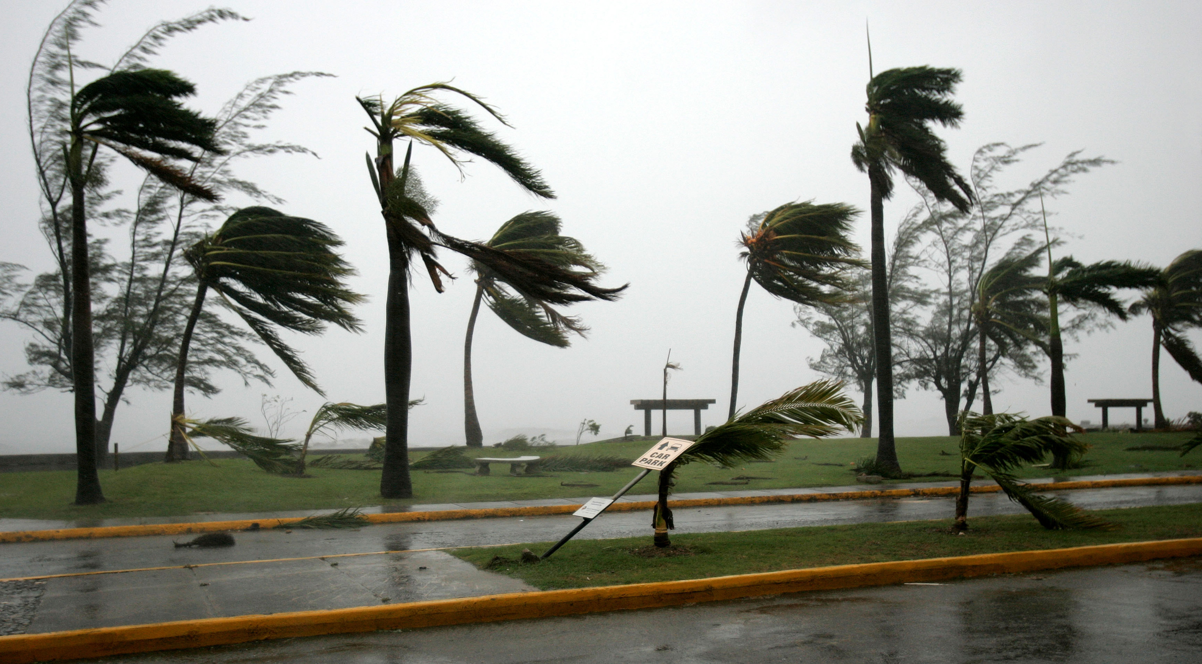 Где самый сильный ветер. Ураган пальмы. Сильный ветер пальмы. Ураган ветер. Сильный ветер ураган.