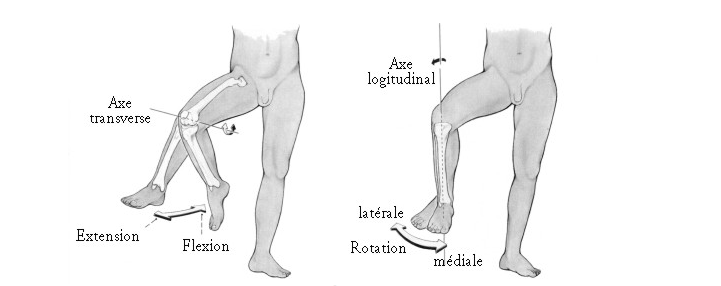 Knee Colwelaw