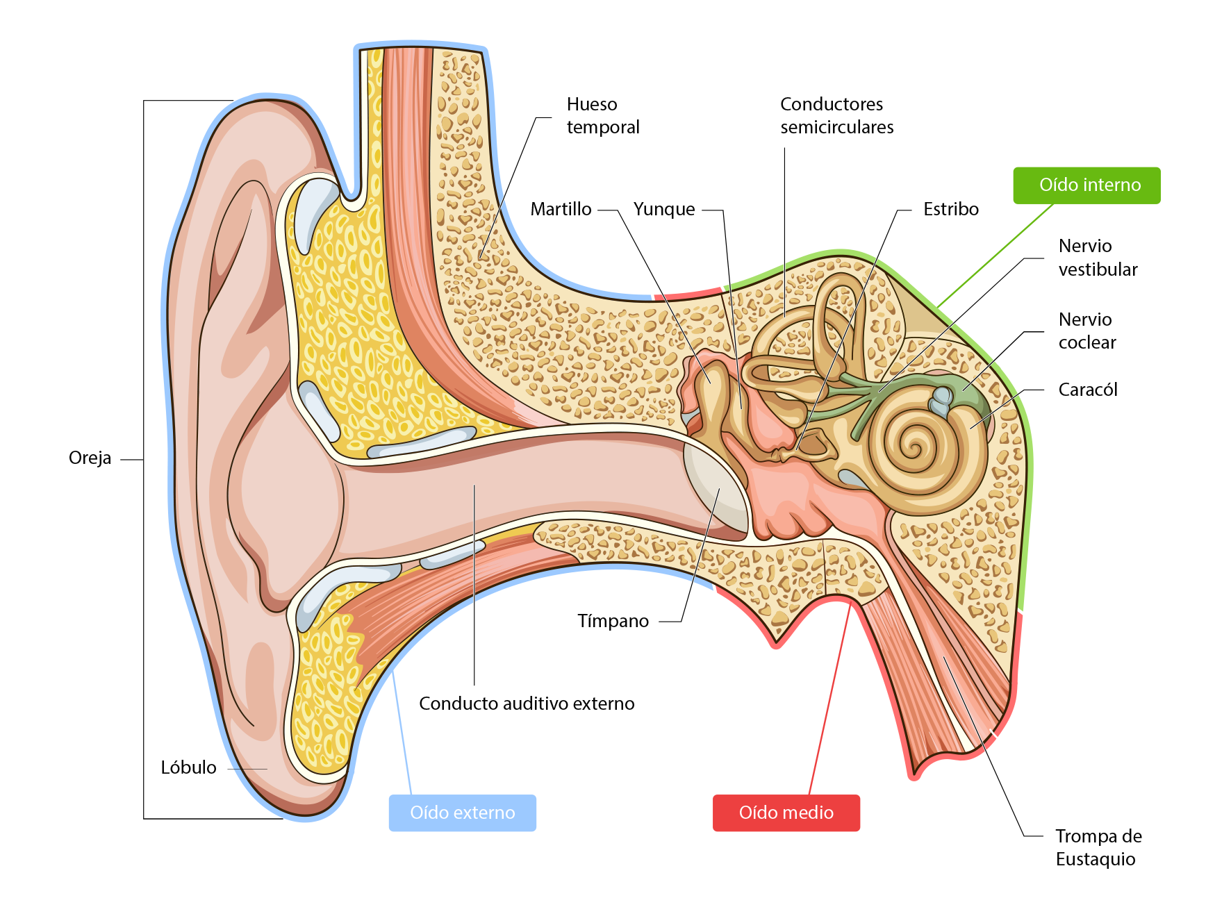 Ухо человека расположено в полости кости. Схема строения наружного среднего и внутреннего уха. Структура уха человека схема. Строение уха человека. Наружное ухо среднее ухо внутреннее ухо строение функции.