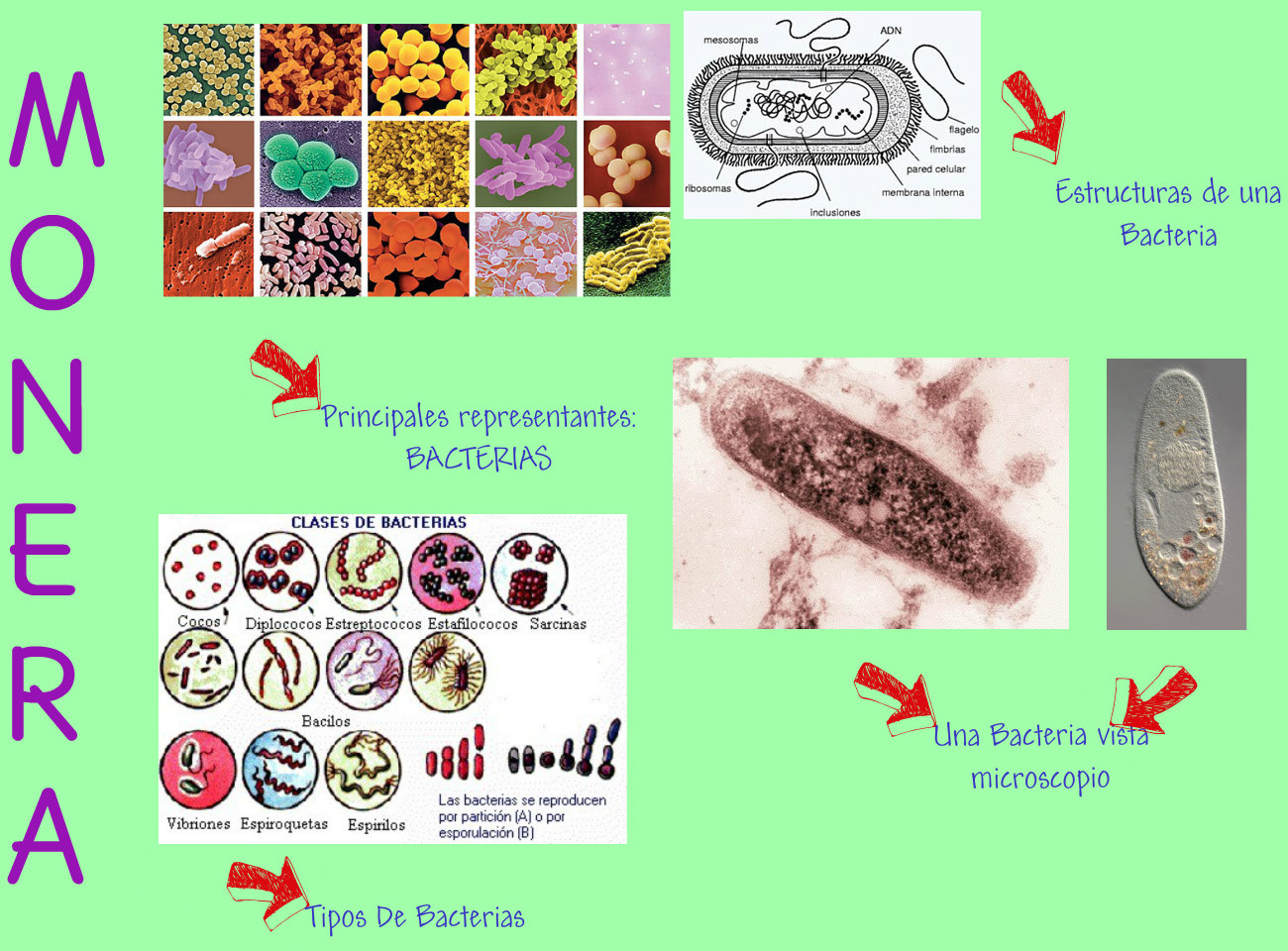 La biodiversidad by valdiroge on emaze