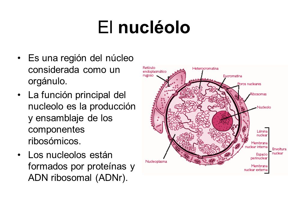 nucleo funciones