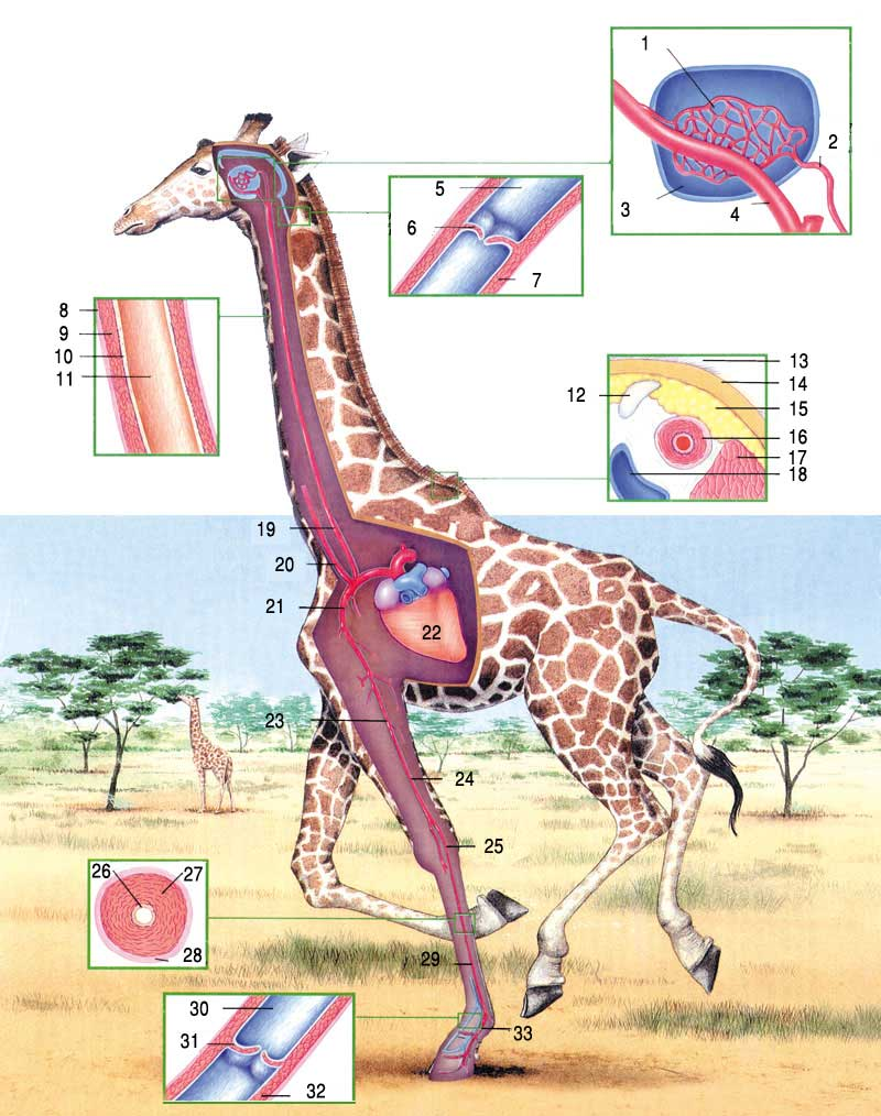 Кровеносная система жирафа. Анатомия жирафа внутренние органы. Сердце жирафа. Жираф строение.
