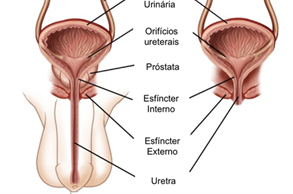 Uretra