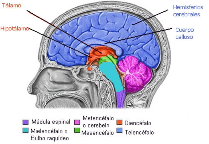 Telencefalo. Renee b. Adriana b. Carlos h. at emaze Presentation