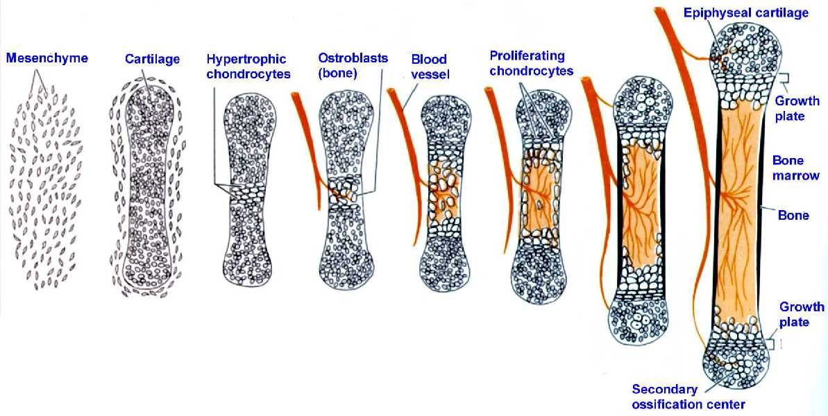 Стадии костей. Схема непрямого остеогенеза. Непрямой остеогенез схема. Непрямой остеогенез гистология схема. Непрямой остеогенез стадии схема.