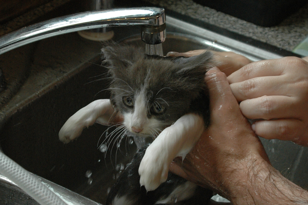 Как помыть кота. Кошку моют мучение. Cats washing up.