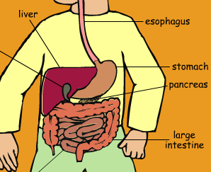 the digestive on emaze