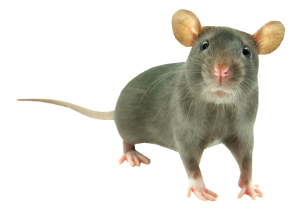 Els ratolinsMarc on emaze