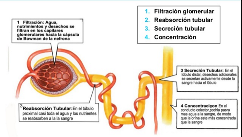 riñones20th century at emaze Presentation