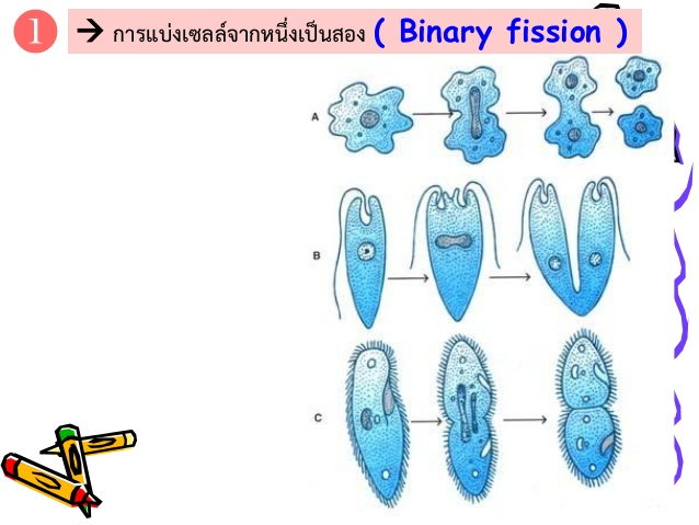 binary fission definition biology quizlet