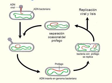 Resultado de imagem para ciclo lisogênico