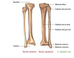 tibia perone