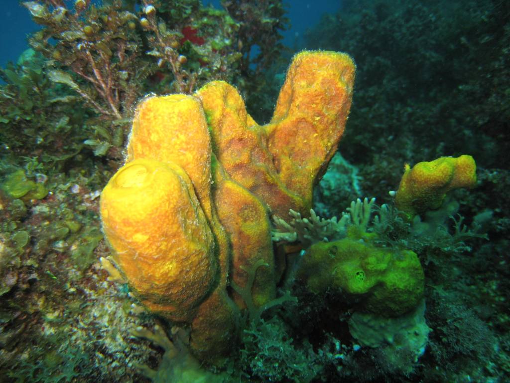 Морская губка. Морская губка Живая. Морской камнеточец губка. Aplysina fistularis. Подводные губки.