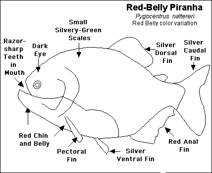 Цикл пиранья. Belly Color Fish описание. Схема слова Пиранья. Пиранья вектор. ALR Piranha.