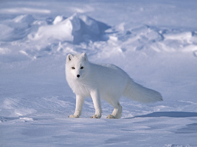 BetterAdrena – Náðu í þennan forritsauka á 🦊 Firefox (is)