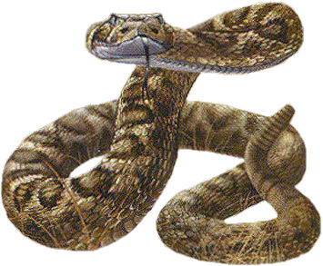 Αποτέλεσμα εικόνας για aggressive snakes  animated gifs