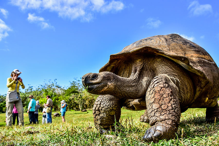 Tortuga bay эквадор. Галапагосские острова джунгли. Галапагосские острова развлечения. Сеньор Галапагос. Галапагосы Роман.