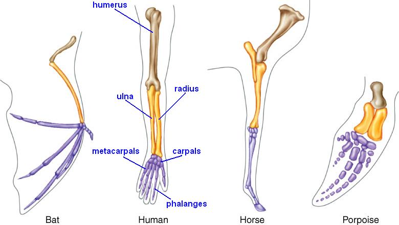 Homologous and Vestigial Structure on emaze