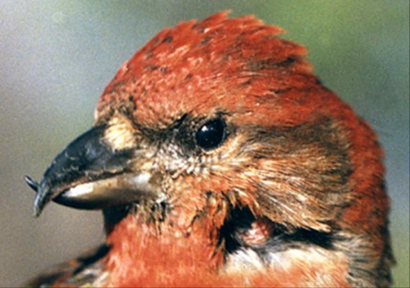 Beaks at emaze Presentation