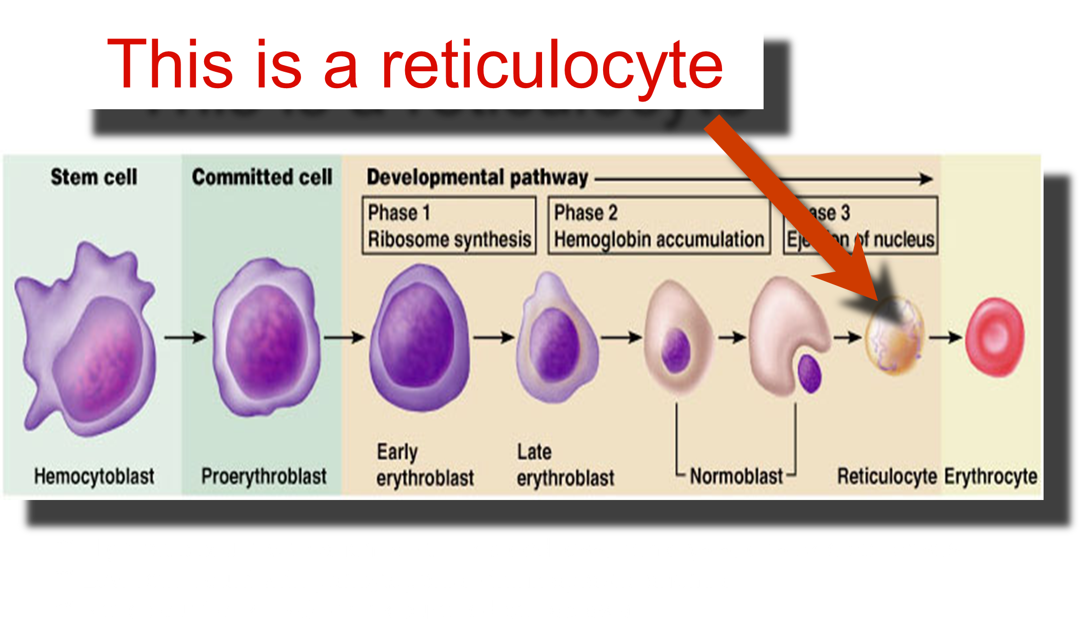 red-blood-cell-morphology-atlas-size-variation-hemoglobin-grepmed