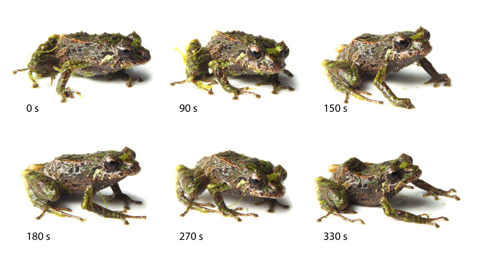 Mutable Rainfrog on emaze