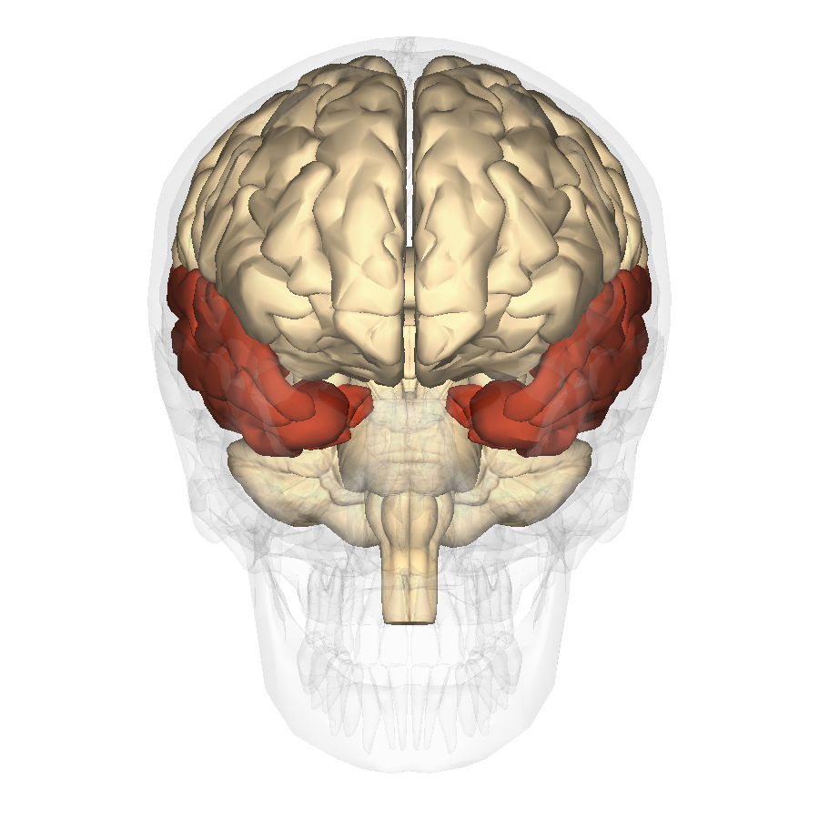 Области доли мозга. Supramarginal gyrus. Теменная и затылочные доли мозга.