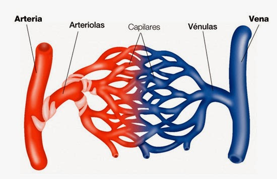 Resultado de imagen para venulas