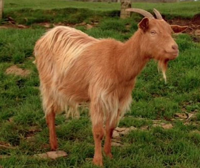 Золотая козочка смесь. Золотая коза. Золотая статуэтка. Золоторунный баран. Золотой коза.