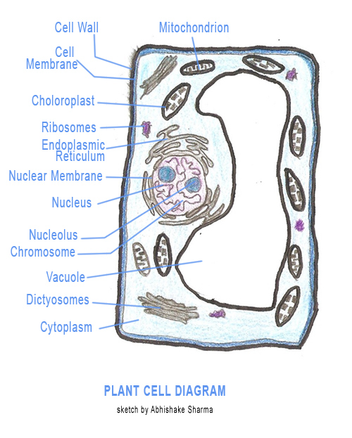 download cell structure