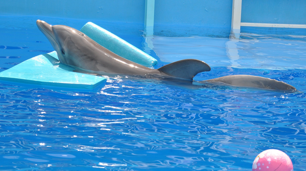 Winter the dolphin on emaze