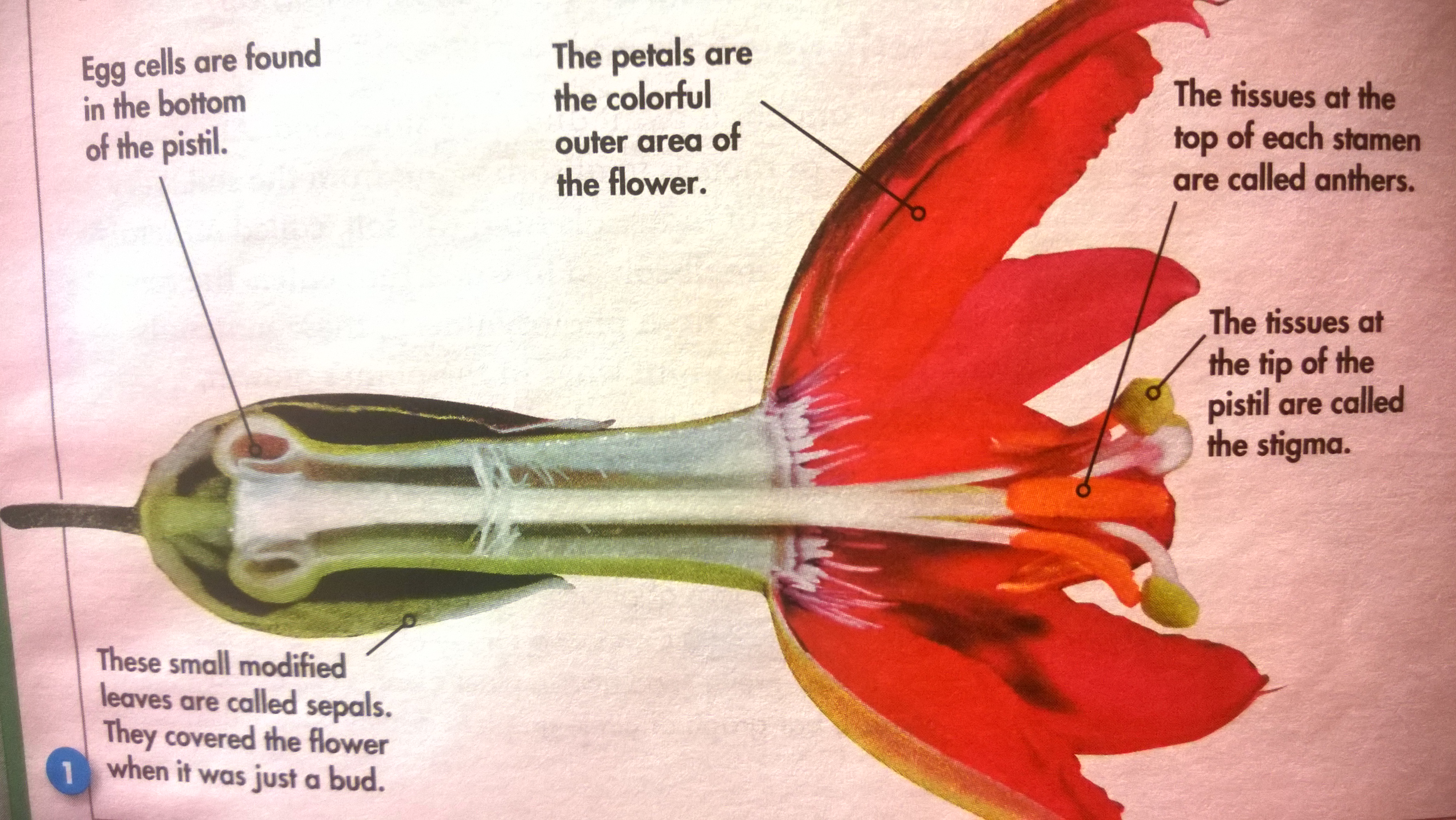 science project copy2 on emaze