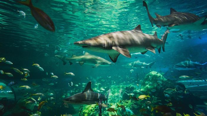 great white sharks habitat