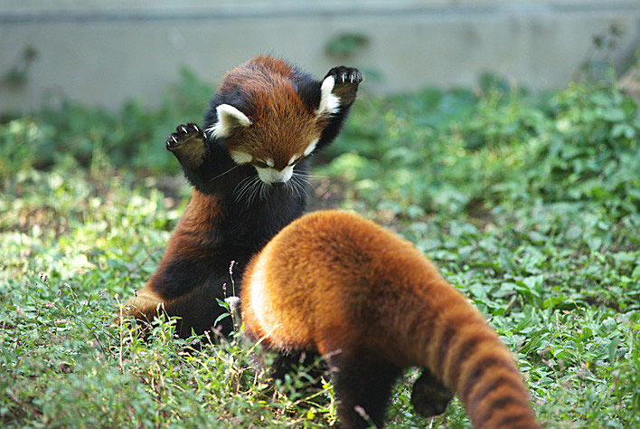The Red Panda by mehrab.asif1 on emaze The Red Panda by mehrab.asif1 on emaze