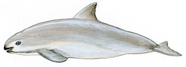 Vaquita on emaze