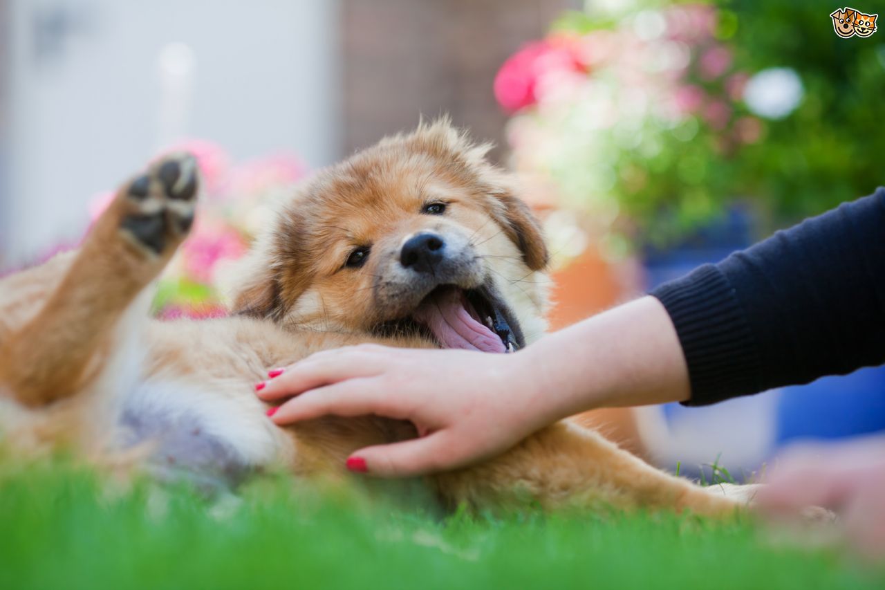 Человек гладит собаку. Ленивец и человек. Похвала собаки. Гладит собаку. Собака гладить живот.