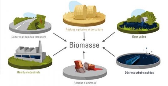 La Biomasse On Emaze