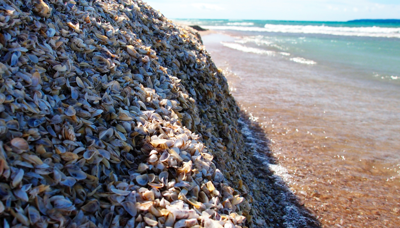 Zebra Mussels On Emaze