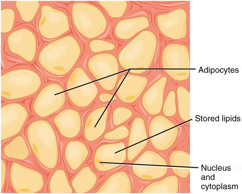 Жировая ткань человека фото