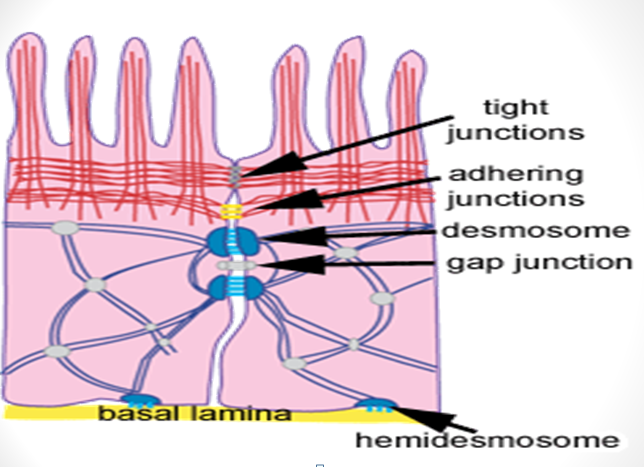 Cell Junction on emaze