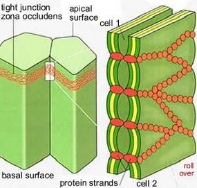 Cell Junction on emaze