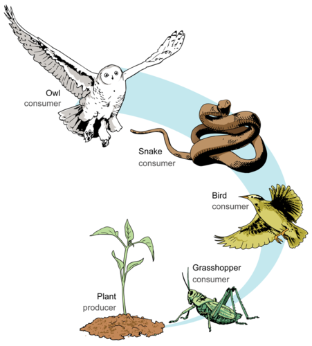 food chains but most often food chains only show living organisms plants and animals and will begin with a producer