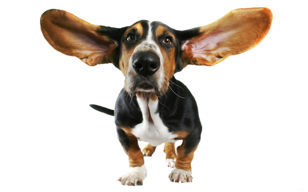 Résultat de recherche d'images pour "l'audition chez le chien"