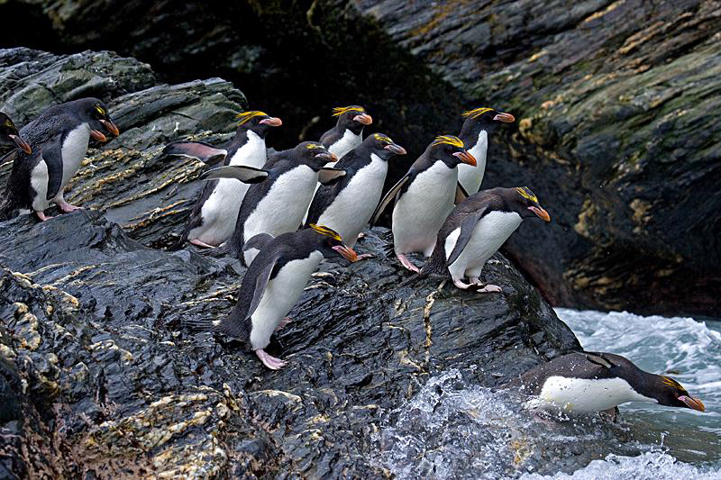 Macaroni Penguin on emaze