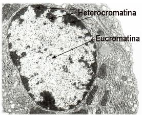 Eucromatina Y Heterocromatina Ebook Download