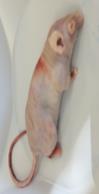 Mouse Decomposition Lab on emaze