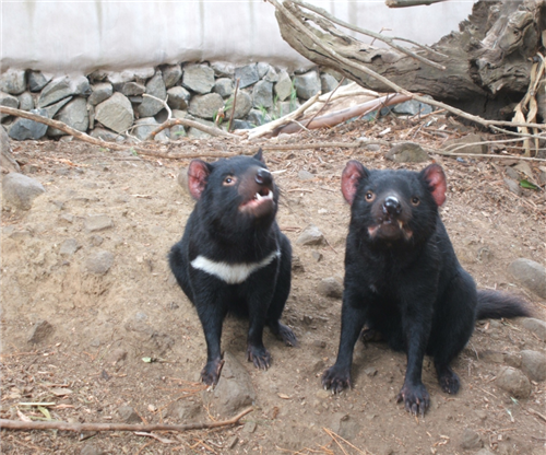 tasmanian-devil-gallery-on-emaze