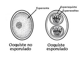 Ooquiste No esporulado -esporulado