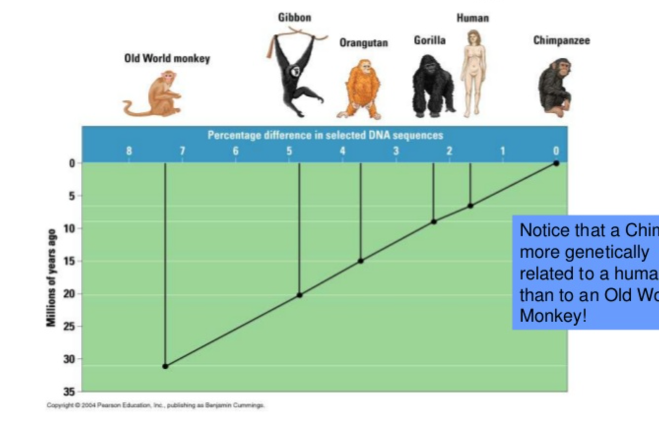 Evolution list. Шкала : - семейство гиббоновые;. Evidence and Evolution. Journal of Molecular Evolution. Evolutionary Biology of ageing.