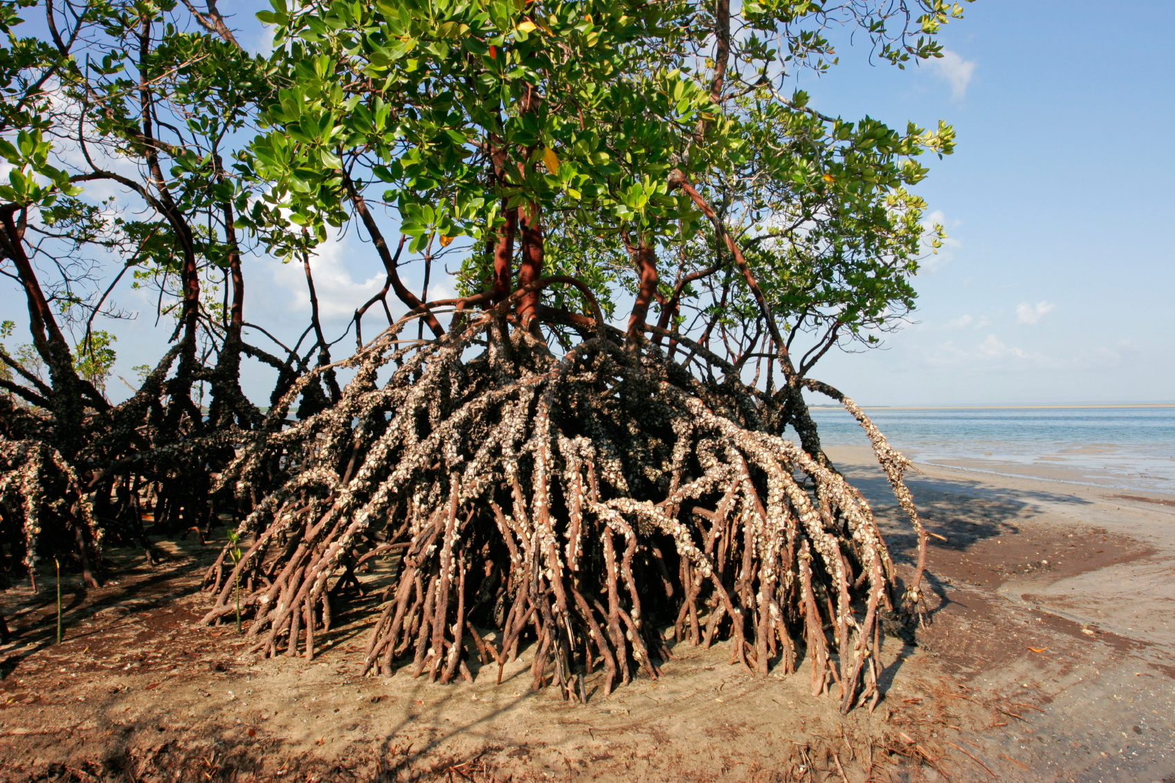 Roots information. Мангровые растения. Ходульные корни мангры. Мангровые косточки. Корни подпорки мангры.